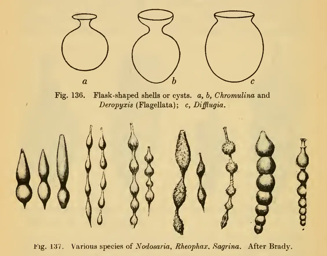 Primary-source scan of Thompson's figures 136 and 137 showing flask-shaped shells and nodosarian forms.